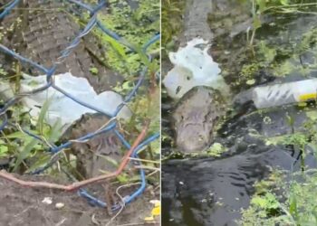 Jacaré é flagrado com sacola plástica presa ao corpo em lagoa no litoral de SP; VÍDEO